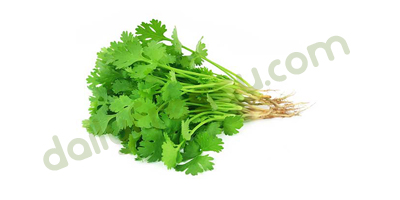 Coriander